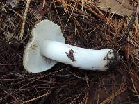 Tricholoma aestuans image