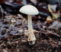 Amanita sect. Vaginatae image