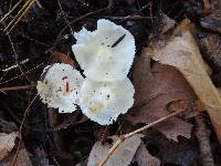 Hygrophorus chrysodon image