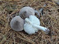 Tricholoma virgatum image