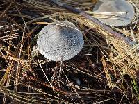 Tricholoma virgatum image