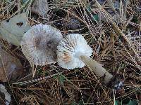 Tricholoma orirubens image