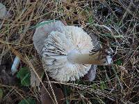 Tricholoma orirubens image