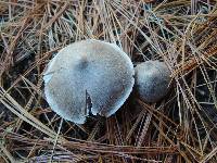 Tricholoma virgatum image