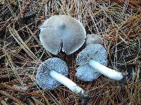 Tricholoma virgatum image