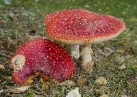 Amanita muscaria var. flavivolvata image