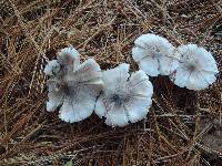 Tricholoma orirubens image