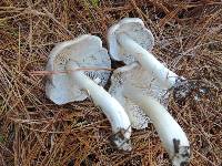 Tricholoma virgatum image