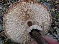 Chlorophyllum rachodes image