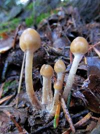 Psilocybe silvatica image