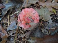 Russula silvicola image