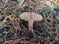 Tricholoma imbricatum image