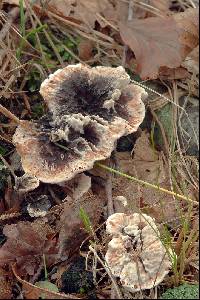 Hydnellum peckii image