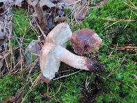 Tricholoma pessundatum image