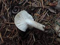 Hygrophorus agathosmus image