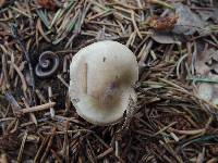 Hygrophorus agathosmus image