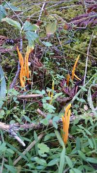 Clavulinopsis fusiformis image