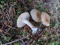 Clitocybe fragrans image