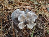 Tricholoma atrosquamosum image