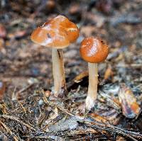 Rhodocollybia butyracea image