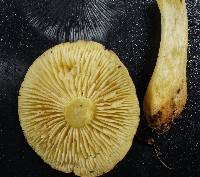 Tricholoma sulphureum image