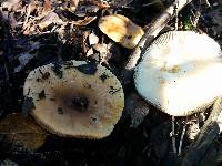 Russula cerolens image