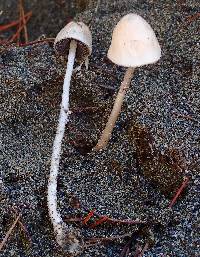 Panaeolus semiovatus image