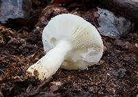 Russula perlactea image