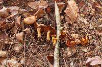 Cortinarius malicorius image