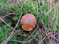 Cortinarius mucosus image