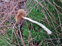 Cortinarius mucosus image