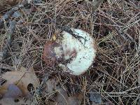 Suillus brevipes image