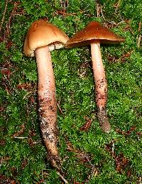 Phaeocollybia piceae image