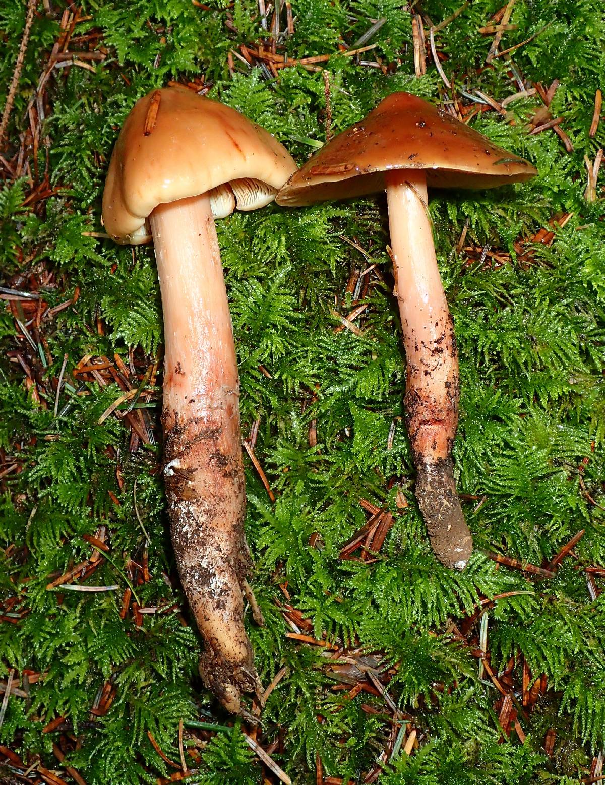 Phaeocollybia piceae image