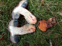 Butyriboletus floridanus image