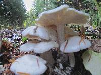 Leucocybe connata image