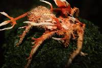 Ophiocordyceps caloceroides image