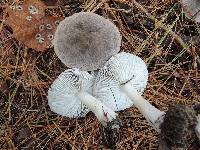 Tricholoma pseudoterreum image