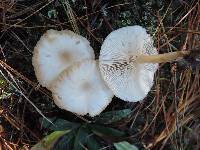 Clitocybe metachroa image