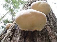 Fomitopsis ochracea image