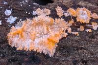 Phlebia radiata image