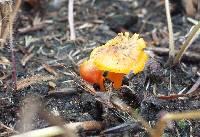 Hygrocybe miniata image