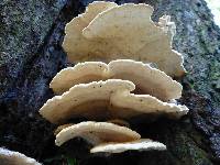 Laetiporus gilbertsonii var. pallidus image