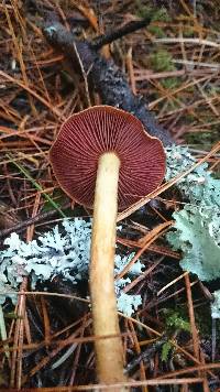 Cortinarius semisanguineus image