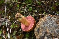 Chalciporus pseudorubinellus image