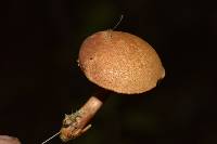 Chalciporus pseudorubinellus image