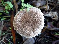 Inocybe lacera image