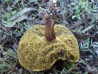 Boletus rubellus image