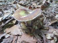 Russula mariae image