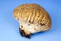 Lycoperdon americanum image